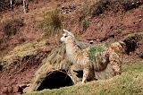 PERU - Lama - 4